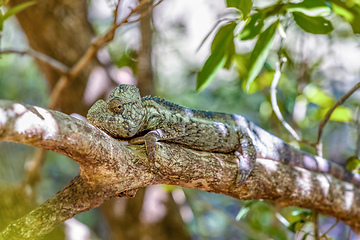Image showing Oustalet's chameleon, Furcifer oustaleti, Anja Community Reserve, Madagascar wildlife