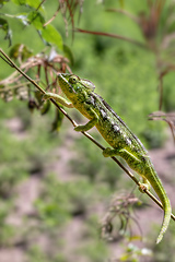 Image showing Oustalet's chameleon, Furcifer oustaleti, Anja Community Reserve, Madagascar wildlife