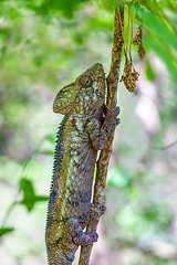 Image showing Oustalet's chameleon, Furcifer oustaleti, Anja Community Reserve, Madagascar wildlife