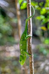 Image showing Warty chameleon spiny chameleon or crocodile chameleon, Furcifer verrucosus, Isalo National Park. Madagascar wildlife