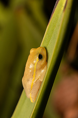 Image showing Heterixalus betsileo, frog in Ambalavao, Andringitra National Park. Madagascar wildlife