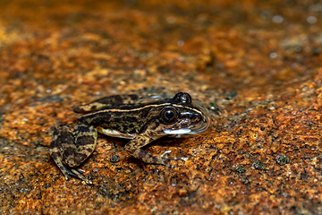 Image showing Mantidactylus ulcerosus, frog in Ambalavao, Andringitra National Park, Madagascar wildlife