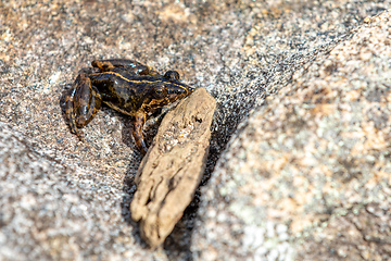 Image showing Mantidactylus ulcerosus, frog in Ambalavao, Andringitra National Park. Madagascar wildlife