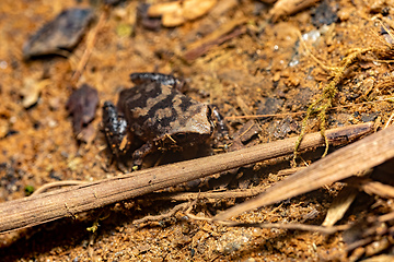 Image showing Plethodontohyla genus, Ranomafana National Park, Madagascar wild