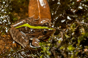 Image showing Mascarene grass frog, Ptychadena mascareniensis, Ambalavao, Andringitra National Park, Madagascar wildlife