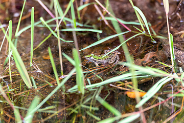 Image showing Mascarene grass frog, Ptychadena mascareniensis, Ambalavao, Andringitra National Park, Madagascar wildlife