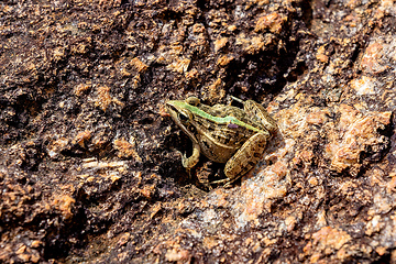 Image showing Mascarene grass frog, Ptychadena mascareniensis, Ambalavao, Andringitra National Park, Madagascar wildlife