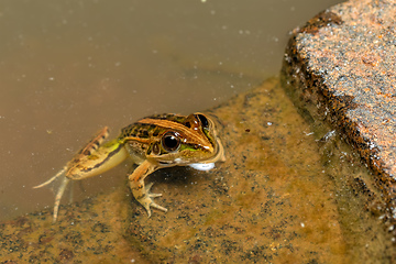 Image showing Mascarene grass frog, Ptychadena mascareniensis, Ambalavao, Andringitra National Park, Madagascar wildlife