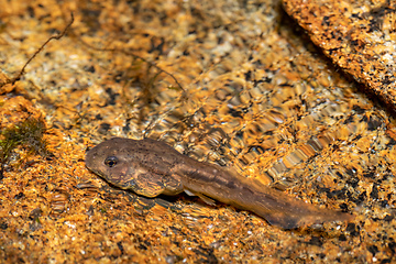 Image showing Tadpoles Mantidactylus genus, Ambalavao, Andringitra National Park, Madagascar wildlife