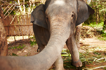 Image showing Safari animal, portrait and playful elephant trunk in a forest curious, free and exploring. Nature, wildlife and animal in jungle for conservation, sustainability and freedom in peaceful environment