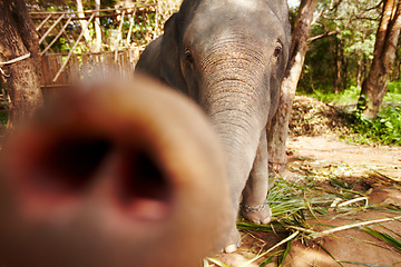 Image showing Nature, portrait and playful elephant trunk in a forest curious, free and exploring. Safari, wildlife and animal in jungle for conservation, sustainability and freedom in peaceful natural environment