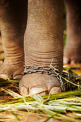 Image showing Feet in chains, closeup and elephant in jungle for capture, ivory or black market trade. Animal exploitation, torture or wildlife cruelty or abuse in Africa for poaching, disaster or ecosystem crisis