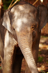 Image showing Wildlife, conservation and portrait of elephant in a jungle playful, curious and free. Ecosystem, sustainability and animal calf in forest calm, peaceful and walking in natural environment in Africa