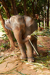 Image showing Nature, conservation and elephant with bamboo in a jungle for feeding, eating or exploring. Sustainability, wildlife and animal calf outdoors in a peaceful forest calm with plant meal in South Africa