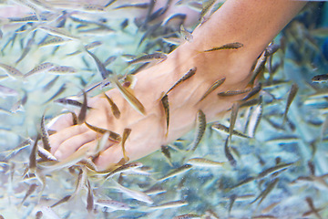 Image showing Foot, fish and a person in water for pedicure treatment closeup from above in Thailand. Spa, skincare and relax with natural wellness or exfoliation in a luxury salon or resort to remove dead skin