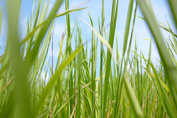 Image showing Tall grass, leaves and blue sky in nature for agriculture, wheat or growth for natural sustainability. Outdoor field, farm or land of eco friendly environment on sunny day or greenery in countryside