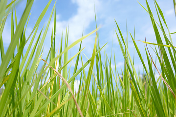 Image showing Tall grass, leaves and blue sky in nature for natural sustainability, agriculture or growth of wheat. Outdoor field, farm or land of eco friendly environment on sunny day or greenery in countryside