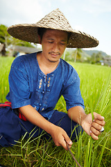 Image showing Plant, agriculture and an asian man rice farmer in a field for sustainability in the harvest season. Grass, nature and growth in the countryside with a farm worker on a plantation in rural China