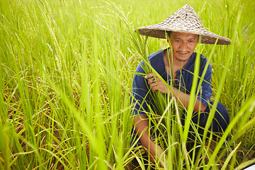 Image showing Agriculture, space and an asian man rice farmer in a field for sustainability in the harvest season. Grass, nature and growth in the countryside with a farm worker on a plantation in rural China