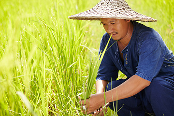 Image showing Grass, space and an asian man rice farmer in a field for sustainability in the harvest season. Agriculture, nature and growth in the countryside with a farm worker on a plantation in rural China