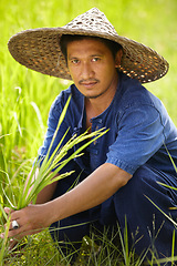 Image showing Portrait, sustainability and an asian man rice farmer in a field for agriculture in the harvest season. Plant, grass and growth in the countryside with a farm worker on a plantation in rural China