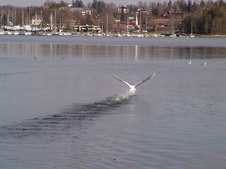 Image showing seagul