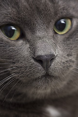 Image showing gray cat