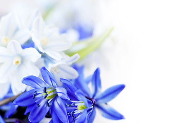 Image showing Spring flowers background