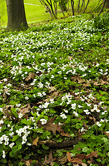 Image showing Spring flowers near creek