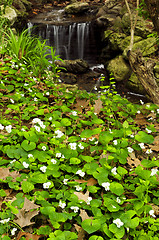 Image showing Spring flowers near creek