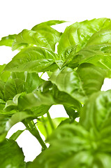 Image showing Green basil close up