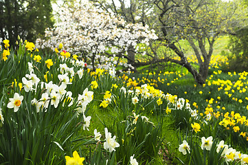 Image showing Blooming daffodils in spring park