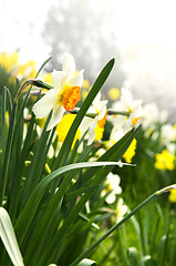 Image showing Blooming daffodils in spring park