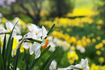 Image showing Blooming daffodils in spring park