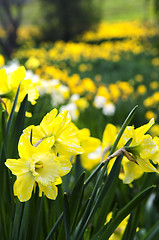 Image showing Blooming daffodils in spring park