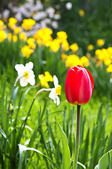 Image showing Blooming spring flowers