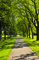 Image showing Path in green park