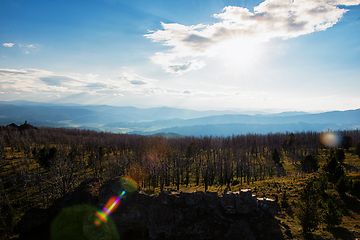 Image showing Landscape with dead forest