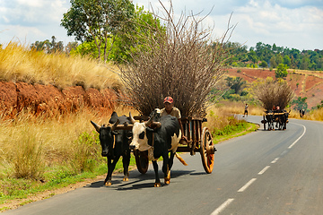 Image showing Traditional zebu carriage on the road. The zebu is widely used as a draft animal in Madagascar.