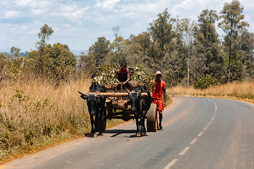 Image showing Traditional zebu carriage on the road. The zebu is widely used as a draft animal in Madagascar.