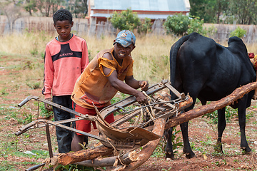 Image showing Malagasy farmer, with the help of his sons, engages the plow with the zebu. Agriculture is one of the main means of livelihood in the countryside.