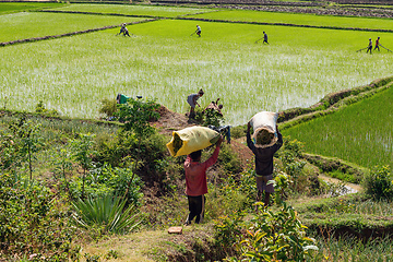 Image showing Malagasy farmers, working on rice fields. Agriculture is one of the main means of livelihood in the countryside.