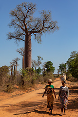 Image showing Malagasy women with basket on their heads walk along a dirt road between baobabs through the traditional Madagascar countryside.