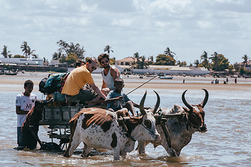 Image showing Traditional zebu carriage on the road. The zebu is widely used as a draft animal in Madagascar.