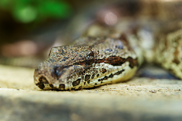 Image showing Snake Dumeril's boa, Acrantophis dumerili, Isalo National Park, Madagascar