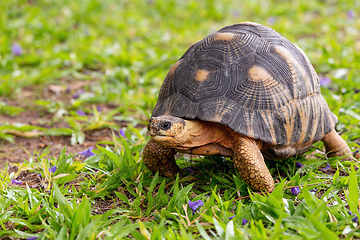 Image showing Radiated tortoise, Astrochelys radiata. Ilakaka, Madagascar wildlife