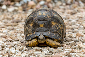 Image showing Radiated tortoise, Astrochelys radiata. Antsirabe, Madagascar wildlife