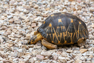 Image showing Radiated tortoise, Astrochelys radiata. Antsirabe, Madagascar wi