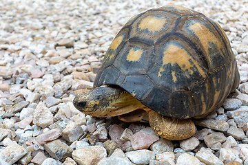 Image showing Radiated tortoise, Astrochelys radiata. Antsirabe, Madagascar wildlife