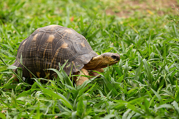 Image showing Radiated tortoise, Astrochelys radiata. Ilakaka, Madagascar wildlife